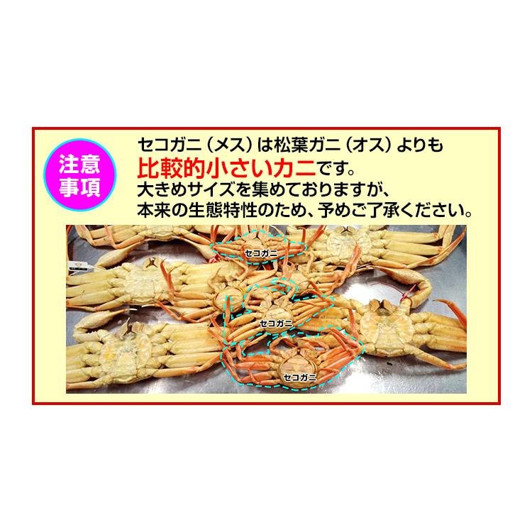 かに カニ 蟹 ズワイガニ せこがに | 【境港厳選】冷凍浜茹でセコガニ