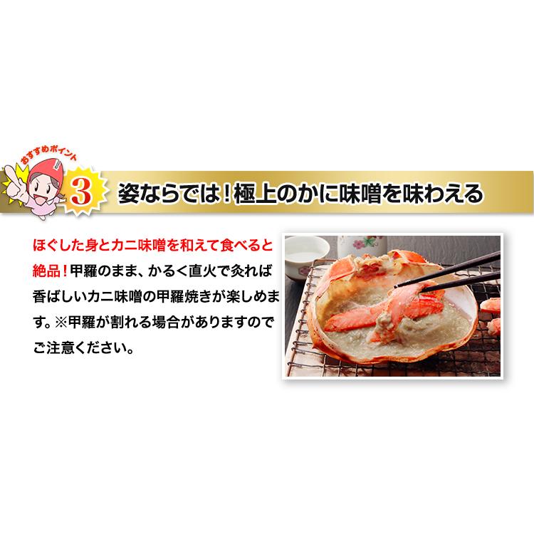 かに カニ 蟹 紅ズワイガニ 浜茹で紅ずわい | 【境港厳選】浜茹で紅