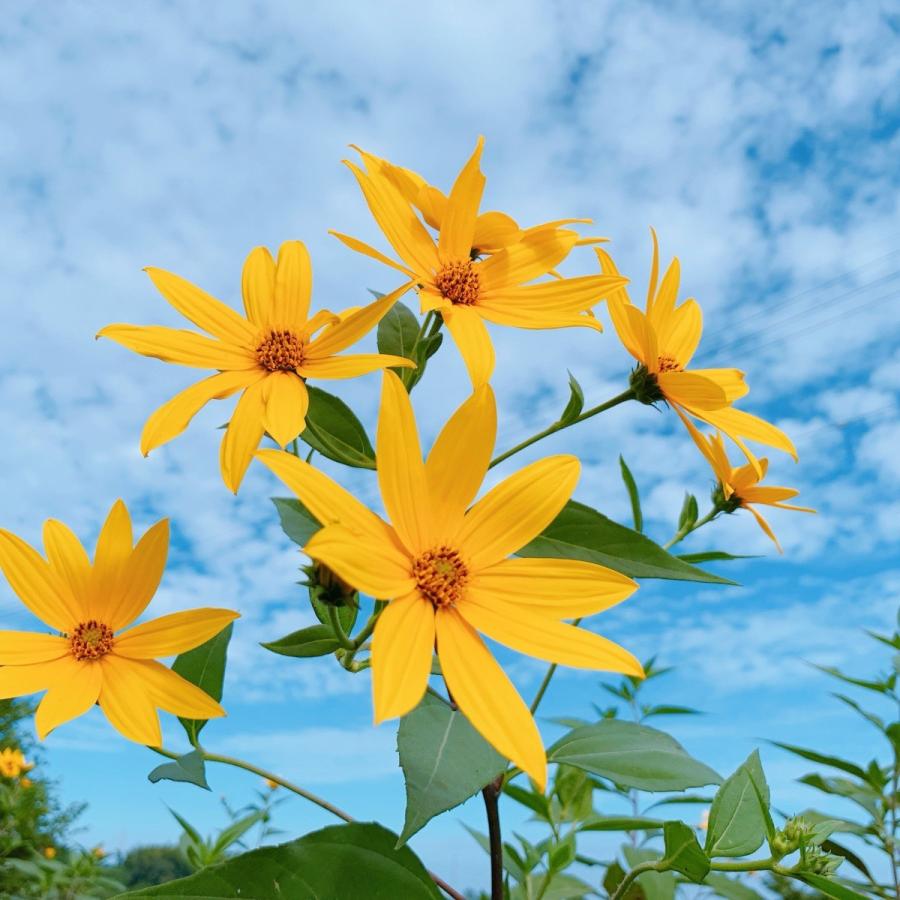 赤菊芋パウダー　100g　粉末　赤菊芋　菊芋　オーガニック　農薬無散布　無添加　キクイモ　イヌリン｜egfarm｜05