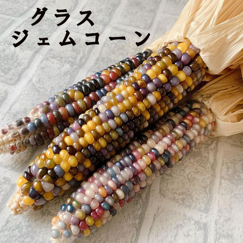 グラスジェムコーン ２本入り 鑑賞用 ドライフラワー ハンドメイド Glass Gem Cone イージーファームyahoo ショップ 通販 Yahoo ショッピング