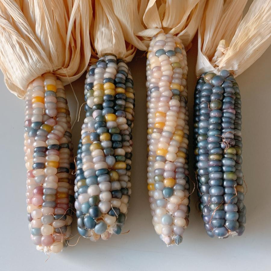 グラスジェムコーン ２本入り 鑑賞用 ドライフラワー ハンドメイド Glass Gem Cone イージーファームyahoo ショップ 通販 Yahoo ショッピング