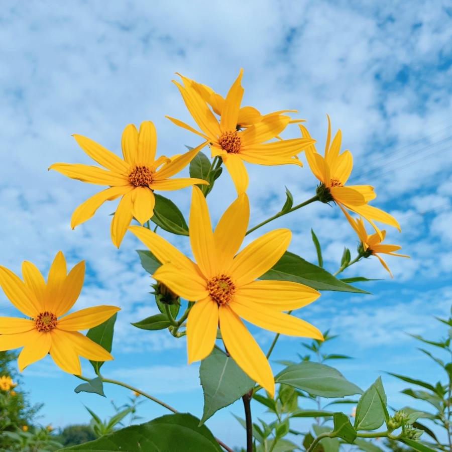 菊芋パウダー 100g オーガニック 菊芋 農薬無散布 無添加 キクイモのイヌリン Pk100 イージーファームyahoo ショップ 通販 Yahoo ショッピング