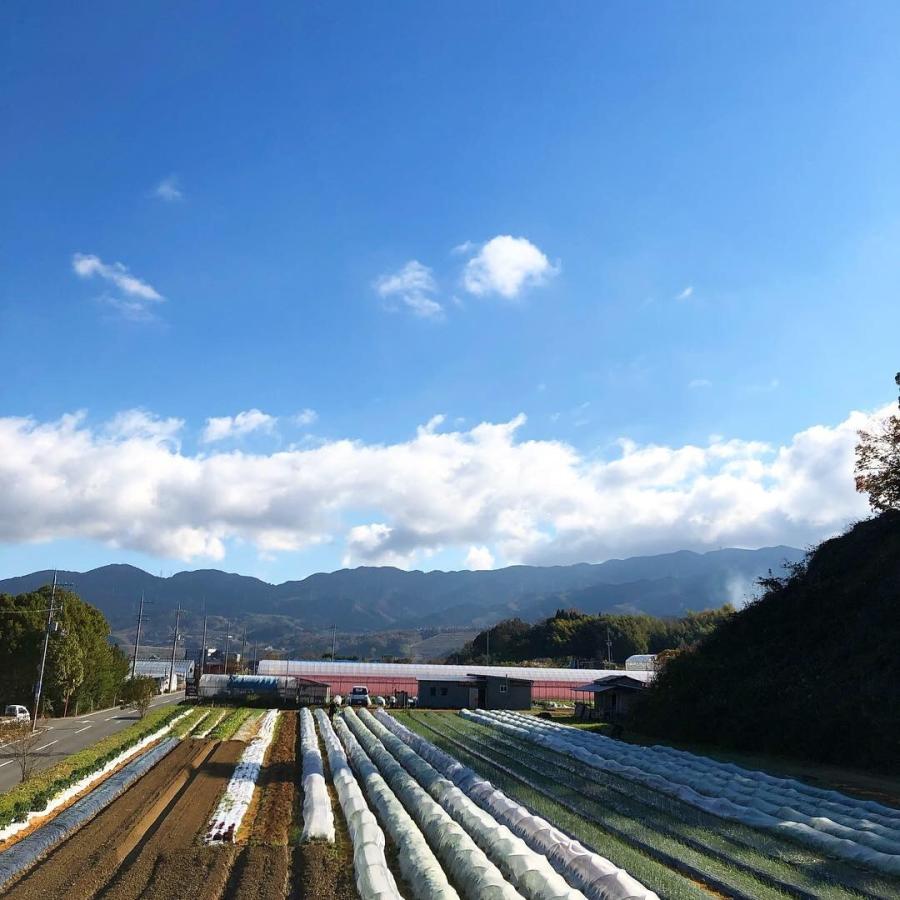 野菜パウダーセット　20g×4種 オーガニック　離乳食　スムージー　デコ弁　キャラ弁　農薬無散布　無添加　送料無料｜egfarm｜03