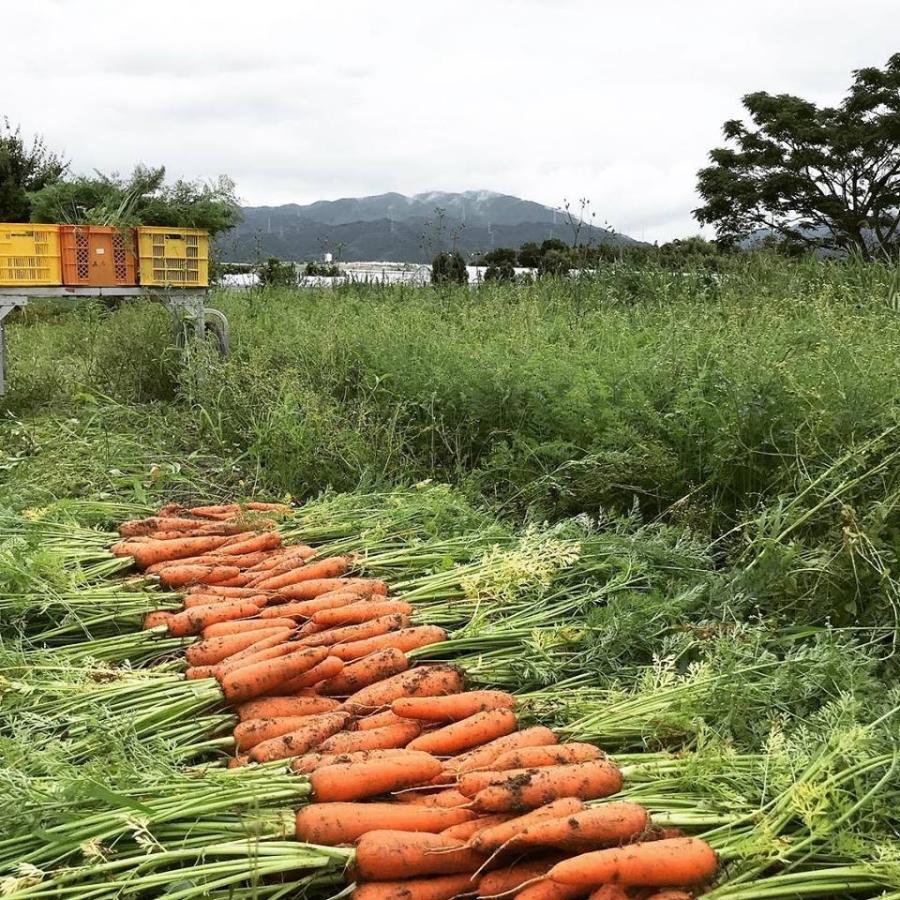 野菜パウダーセット　20g×4種 オーガニック　離乳食　スムージー　デコ弁　キャラ弁　農薬無散布　無添加　送料無料｜egfarm｜04