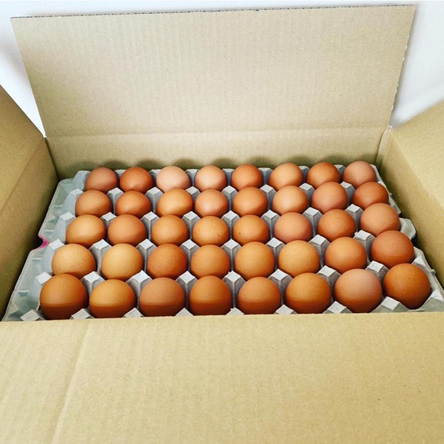 新鮮 こだわりたまご 10kg 卵 たまご 鶏卵 赤玉M（約160個入） お得 シェア |  | 02