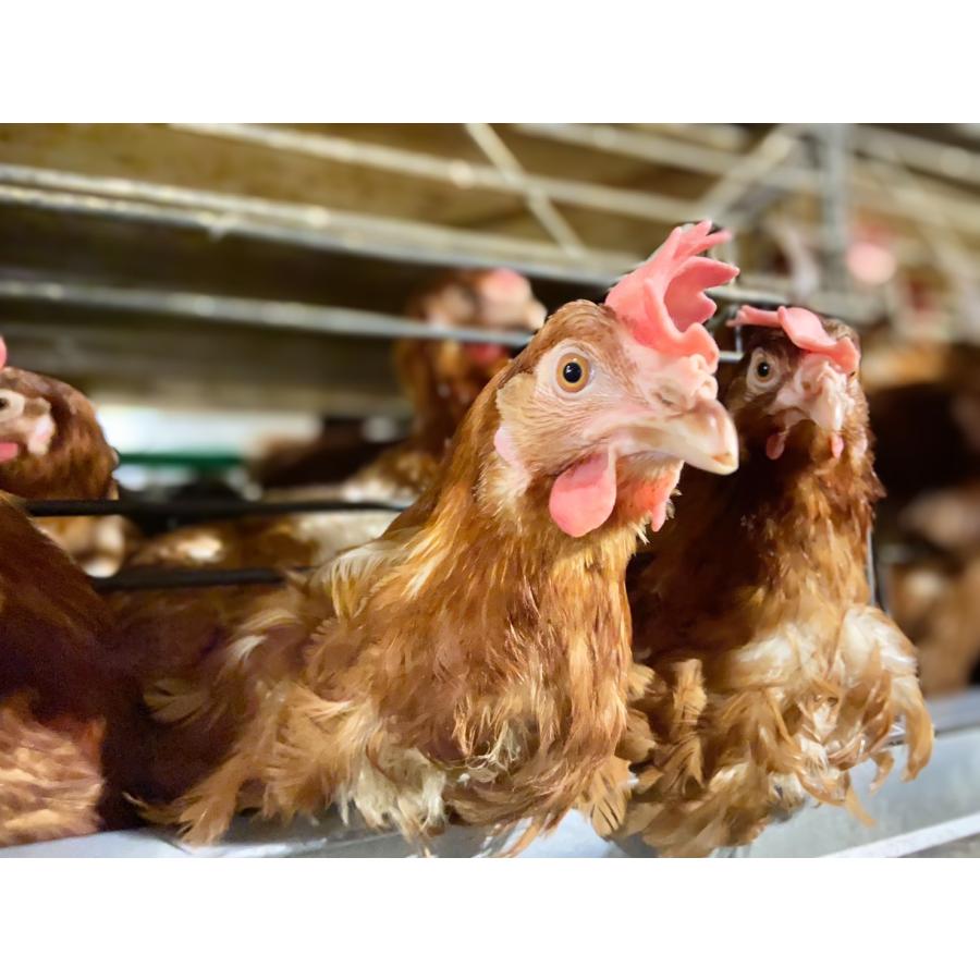 夢王 卵 たまご 5パックセット（1パック10個入） 日本一の卵 鶏卵 【 たまごかけご飯 祭り３年連続グランプリ 】贈り物 イベント ギフト プレゼント 新鮮たまご |  | 12