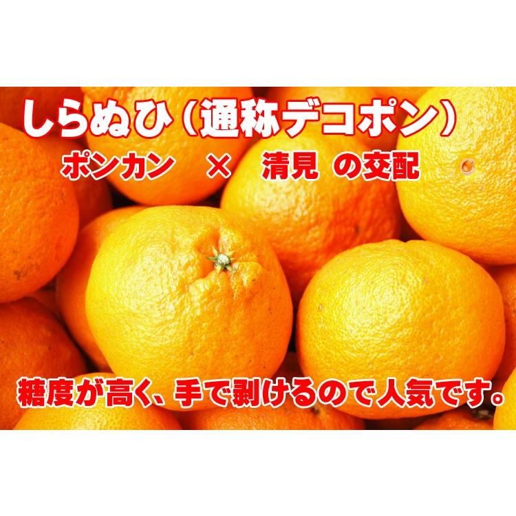 愛媛 西宇和産 デコポン しらぬい 訳あり 家庭用 送料無料 10kg 愛媛 西宇和産 デコポン しらぬい 訳あり 家庭用 送料無料 10kg