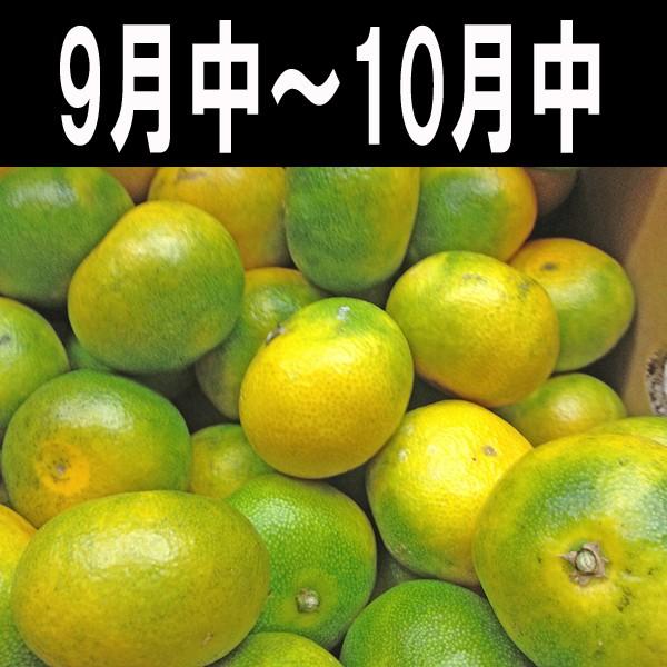 2注文で 5kg 送料無料 3注文で 10kg 愛媛 西宇和 八幡浜 極早生 小玉