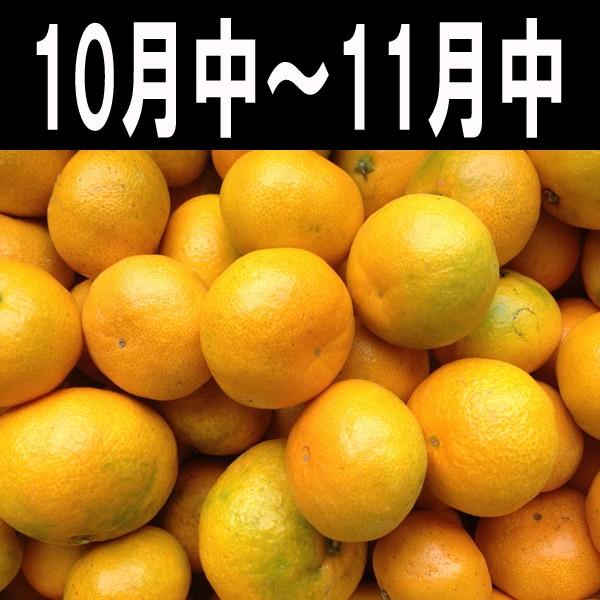 愛媛みかん 西宇和産 小玉みかん 訳あり 2.5kg ２注文で5kg送料無料　３注文で10kg送料無料｜ehime-maruni｜04