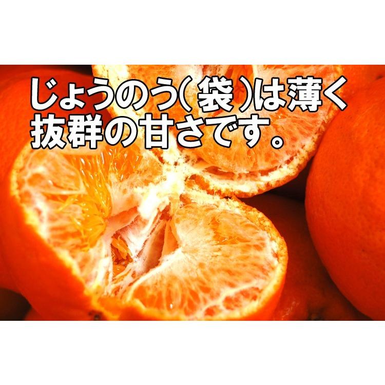 愛媛 西宇和産 甘平 秀品 ギフト 贈答用 5kg Lサイズ 2Lサイズ 愛媛 西宇和産 甘平 秀品 ギフト 贈答用 5kg Lサイズ 2Lサイズ