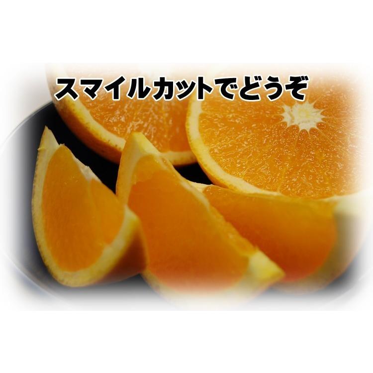 愛媛 西宇和産 清見 訳あり 家庭用 10kg 送料無料