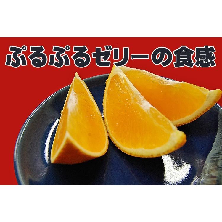 愛媛のまどんな（愛媛果試28号 紅まどんな・紅マドンナと同じ品種