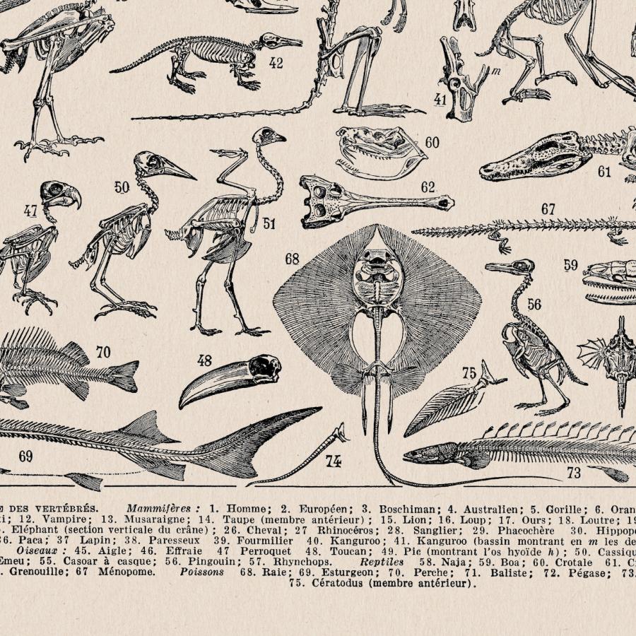 アート ビンテージ 博物学 人間 動物 脊椎動物の骨格図 ビンテージ