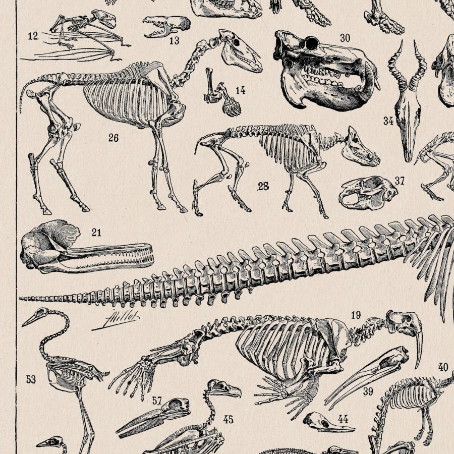 アート ビンテージ　博物学　人間　動物　脊椎動物の骨格図 ビンテージイラスト（1932年）　2L A4 A3 B3 A2 B2 A1　30×40　50×70　北欧ポスター｜ehina｜05