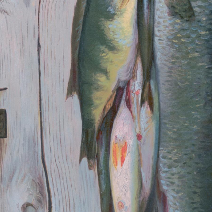 アート ビンテージ ヴィンテージ 魚イラスト アンティークイラスト