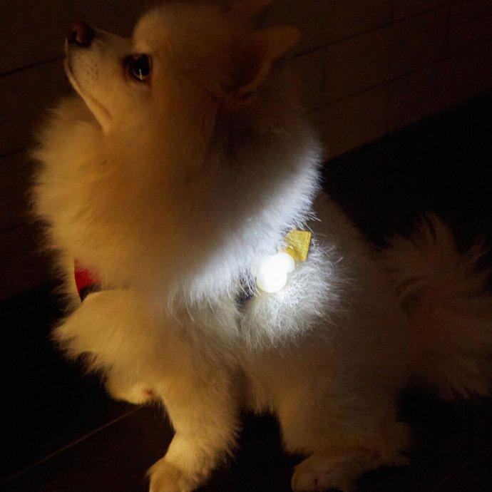 KIKKERLAND（キッカーランド）Light Up Name Tag ライトアップ ネームタグ いぬ 犬 イヌ ポイント 消化 | KIKKERLAND
