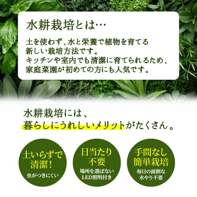 家庭菜園 自由研究 水耕栽培キット（液体肥料・種付き） 栽培キット