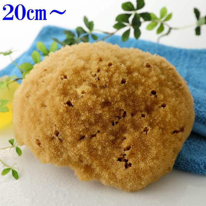 海綿 スポンジ シルク種 ナチュラル色 XL 乾燥時20cm〜 ボディケア 美肌