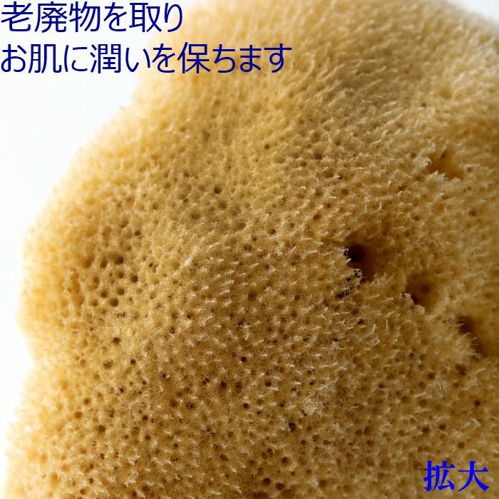 海綿 スポンジ シルク種 ナチュラル色 XL 乾燥時20cm〜 ボディケア 美肌_2