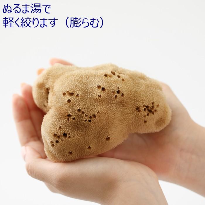 海綿 スポンジ シルク種 ナチュラル色 XL 乾燥時20cm〜 ボディケア 美肌_5