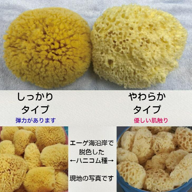 海綿 スポンジ ハニコム種 ライトイエロー色 M 乾燥時12〜14cm