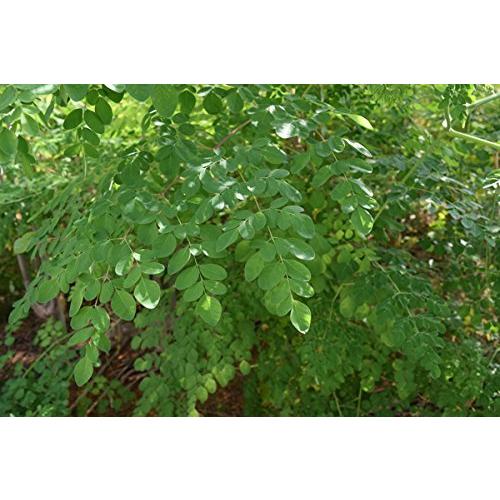 モリンガのチカラ タブレット 250粒（25g）×2袋 Free Our Soul 朝摘み