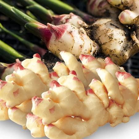 高知産 新生姜 A品 Lサイズ 約2kg しょうが 生姜 : eight cat - 通販