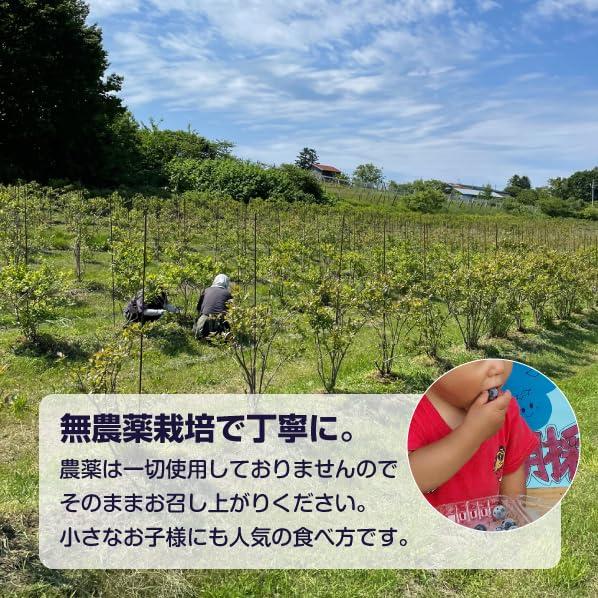 北海道産無農薬】冷凍ブルーベリー 残留農薬検査済み 2026年収穫