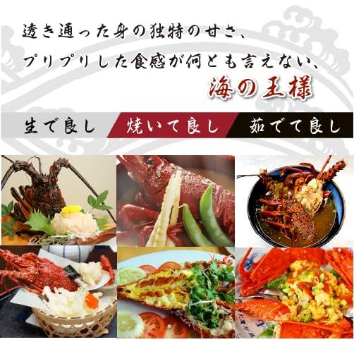 捌いて発送 国産天然 伊勢海老 標準サイズ 2尾入 500g ★[伊勢海老]（刺身用。頭は味噌汁用にカット）_2