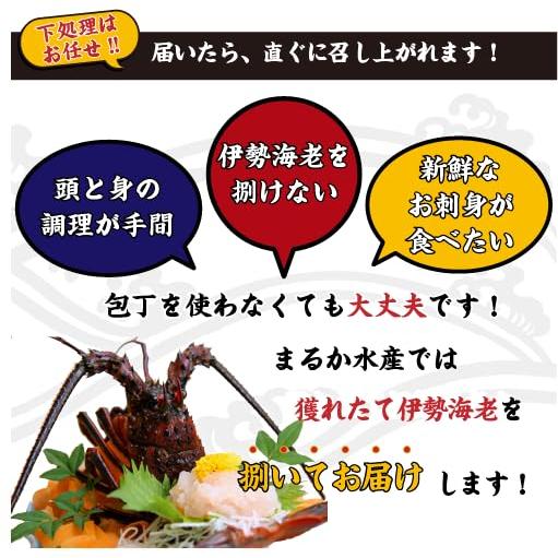 捌いて発送 国産天然 伊勢海老 標準サイズ 2尾入 500g ★[伊勢海老]（刺身用。頭は味噌汁用にカット）_3