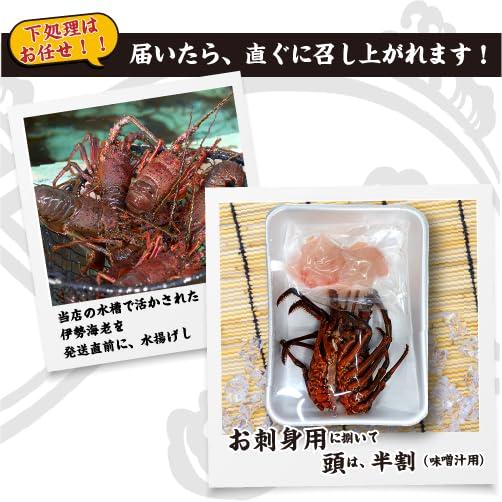 捌いて発送 国産天然 伊勢海老 標準サイズ 2尾入 500g ★[伊勢海老]（刺身用。頭は味噌汁用にカット）_4