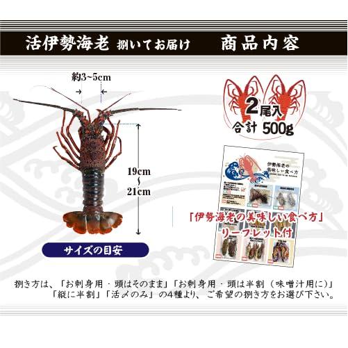 捌いて発送 国産天然 伊勢海老 標準サイズ 2尾入 500g ★[伊勢海老]（刺身用。頭は味噌汁用にカット）_5