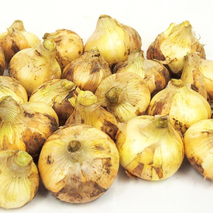 ベジタブルハート 新玉ねぎ 無農薬栽培 5kg前後の画像