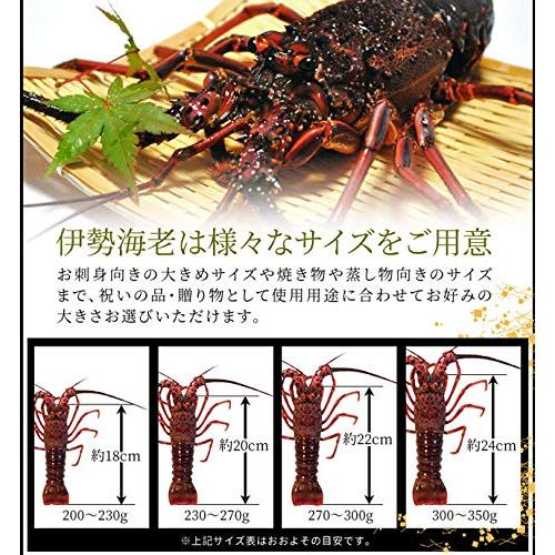 ザリガニ様 リクエスト 5点 まとめ商品 ザリガニ様 リクエスト 5点