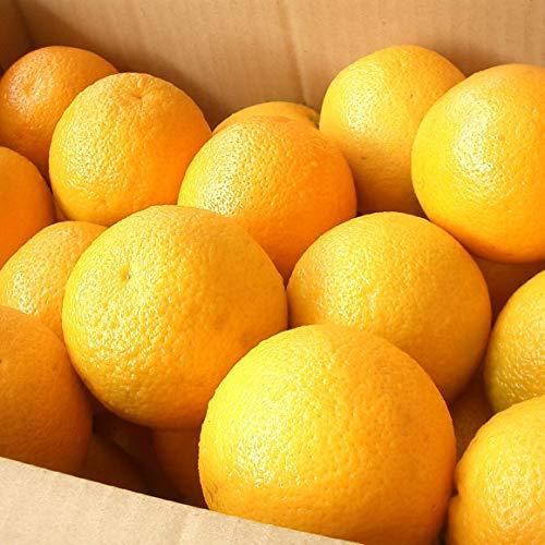 南国フルーツオーストラリア産オレンジ 30玉(1玉150g)_2