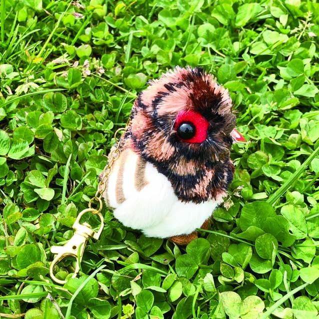 ty 雷鳥ぬいぐるみ　夏毛ヒナ　６きょうだい 楽天市場】タイインク ぬいぐるみ 雷鳥ぬいぐるみヒナM 茶 Ty