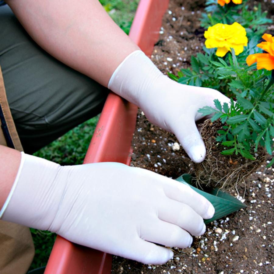 クイン 天然ゴム手袋 Mサイズ 粉なし クリーム 100枚入 食品衛生法適合