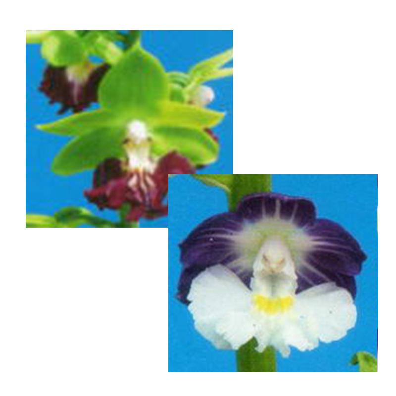 エビネ蘭。4月から5月にかけて花を咲かせる - ひなた宮崎経済新聞