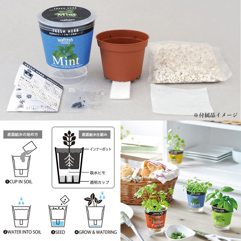 聖新陶芸 Fresh Herb イタリアンパセリ GD36302 ハーブ栽培キット 4528757023876 4528757023876