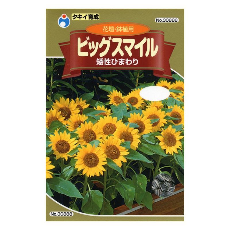 ウタネ ひまわり ビッグスマイル メール便対応 12個まで