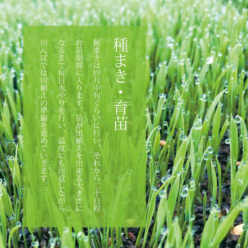 新潟県産コシヒカリ 白米 令和5年産 5kg 精米｜ekome｜06