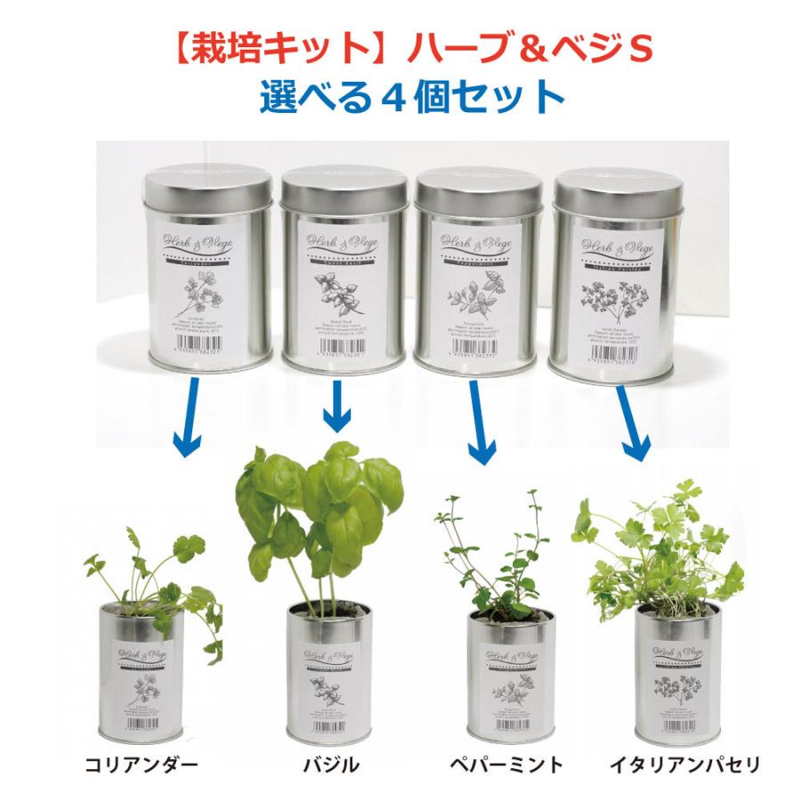 栽培キット ハーブ ベジs 選べる４個セット バジル イタリアンパセリ コリアンダー ペパーミント Harb 4set えくぼ通販 通販 Yahoo ショッピング