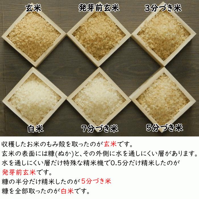 無農薬 無肥料 栽培米 10Kg | 玄米 福岡県産 令和5年度産 元気つくし 筑後久保農園 自然栽培米｜ekubo｜10