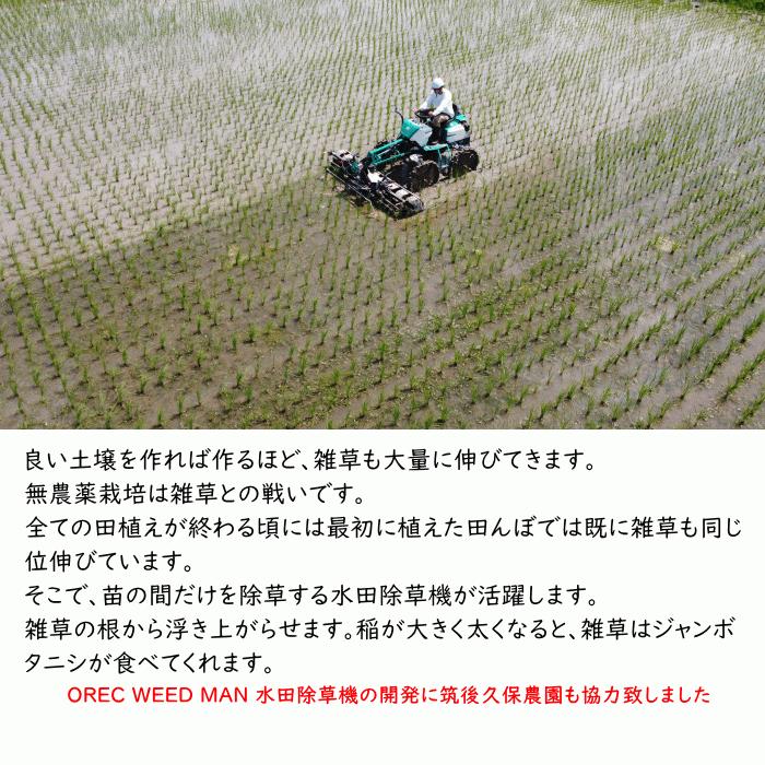 無農薬 玄米 10Kg 栽培中 無肥料 特別栽培米 筑後久保農園 令和6 無農薬 玄米 10Kg 栽培中 無肥料 特別栽培米 筑後久保農園 令和6