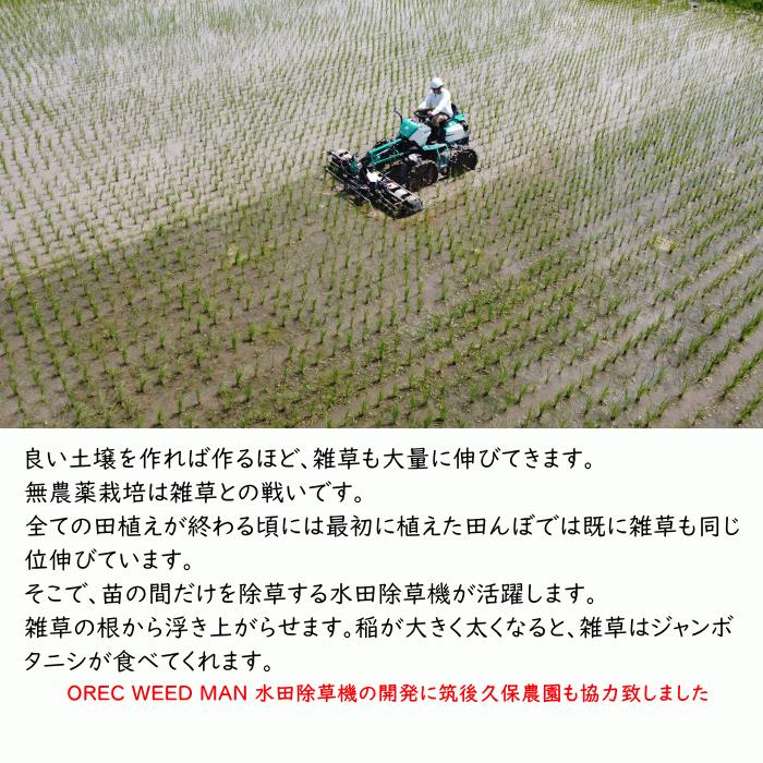 無農薬 無肥料 栽培米 10Kg | 玄米 福岡県産 令和5年度産 元気つくし 筑後久保農園 自然栽培米｜ekubo｜07