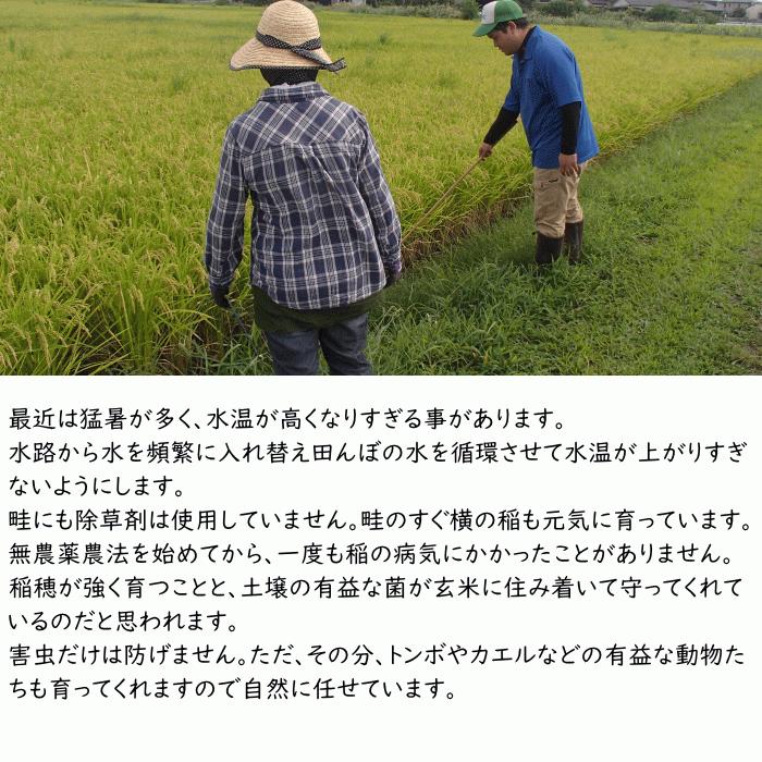 無農薬 無肥料 栽培米 10Kg | 玄米 福岡県産 令和5年度産 元気つくし 筑後久保農園 自然栽培米｜ekubo｜08