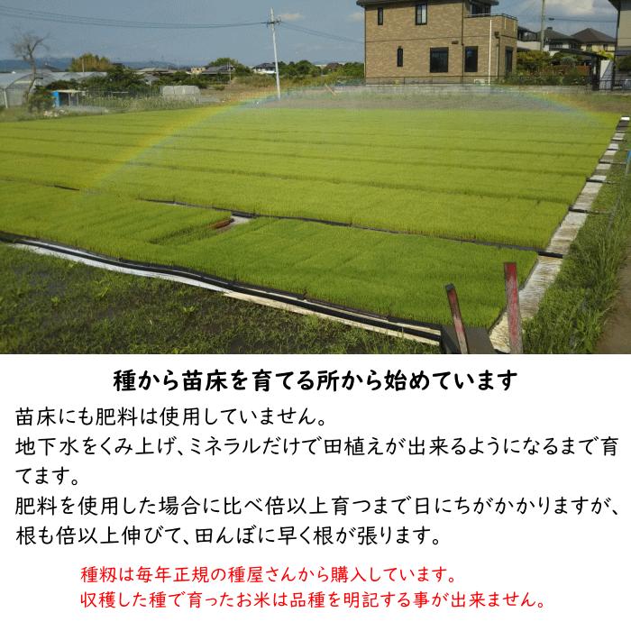 無農薬 特別栽培米 10Kg 栽培中 無肥料 筑後久保農園 令和6年度 無農薬 特別栽培米 10Kg 栽培中 無肥料 筑後久保農園 令和6年度