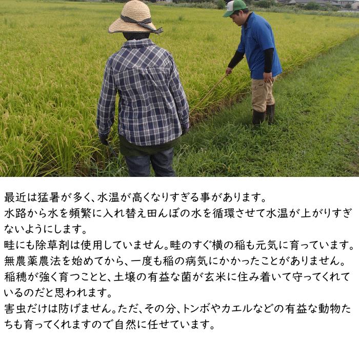 無農薬 特別栽培米 10Kg 栽培中 無肥料 筑後久保農園 令和6年度 無農薬 特別栽培米 10Kg 栽培中 無肥料 筑後久保農園 令和6年度