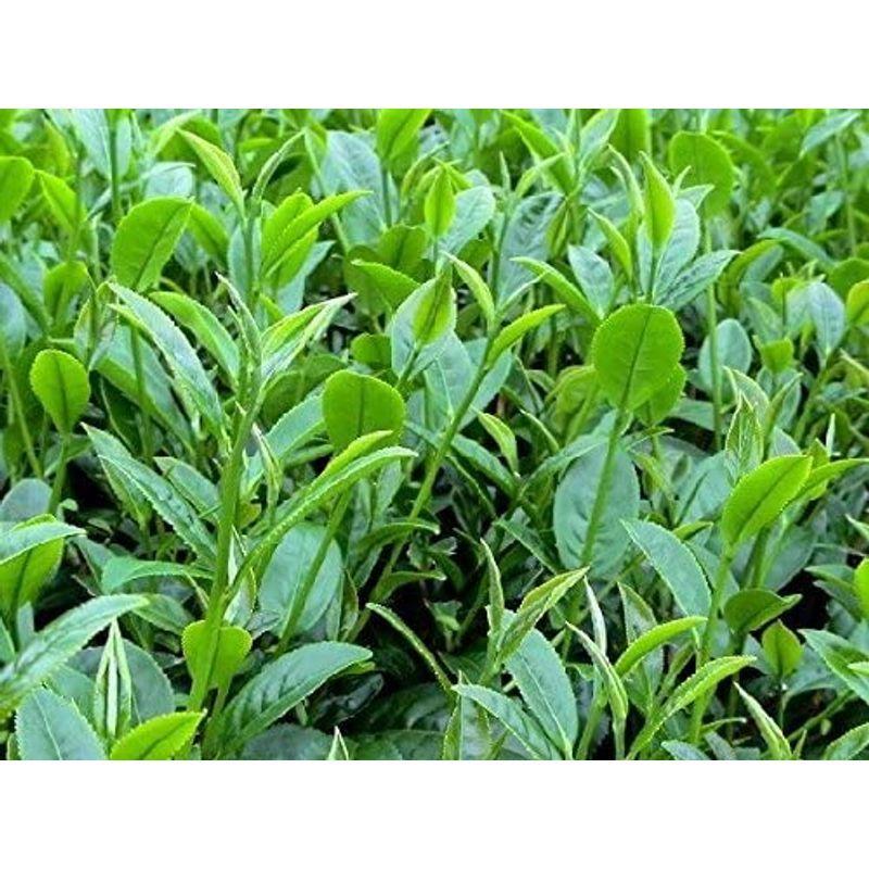 特選台湾高山茶阿里山珠露高山茶50g :20220331161335-00464:エレフショップ - 通販 - Yahoo!ショッピング 特選台湾高山茶阿里山珠露高山茶50g :20220331161335-00464:エレフショップ - 通販 - Yahoo!ショッピング