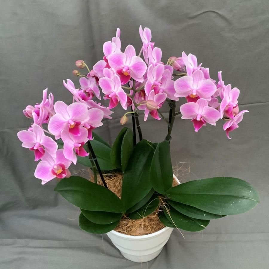 ミディ胡蝶蘭 ピンク レッド系 ３本立ち以上 お花の品種は画像と異なる場合がございます ピンク レッド系のお花になります So 4842 エレガントフラワー 通販 Yahoo ショッピング